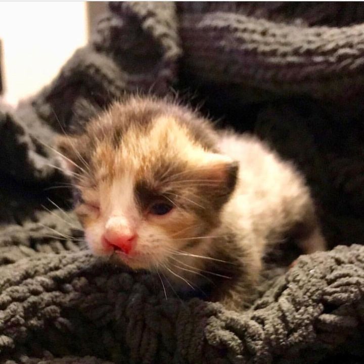 Tiny Kitten Can’t Grow But a Couple Changes Her Life Forever – Daily News