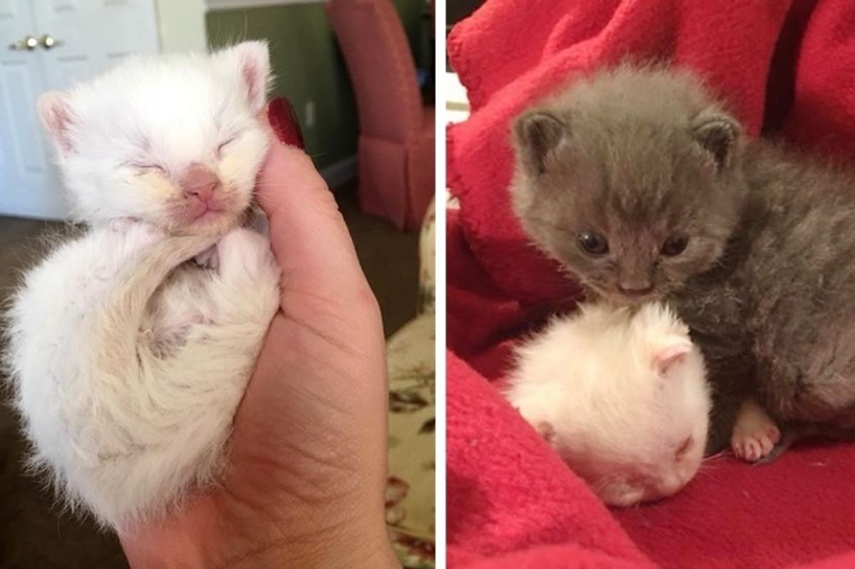 Kittens Abandoned in Basement, In Need of Love - Surrogate Cat Mom Saves Their Lives