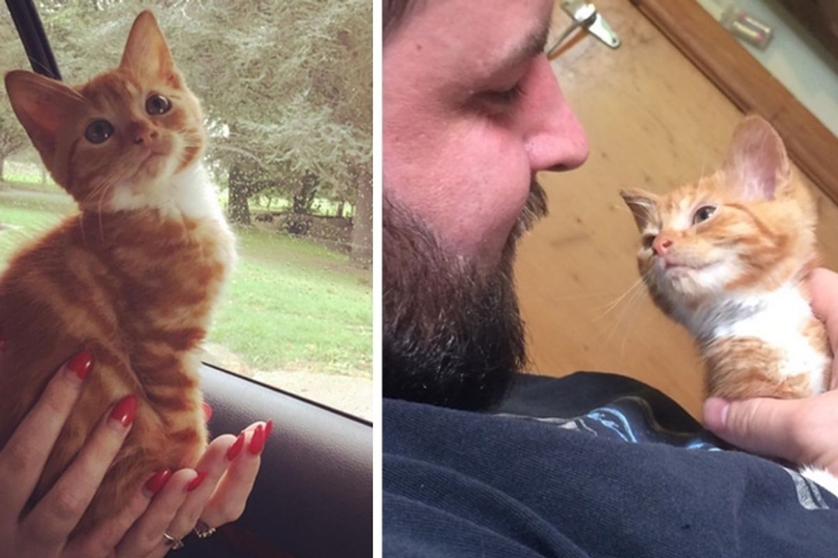 Kitten Who Can't Grow Finds Someone He Loves and Wriggles His Way into Their Hearts