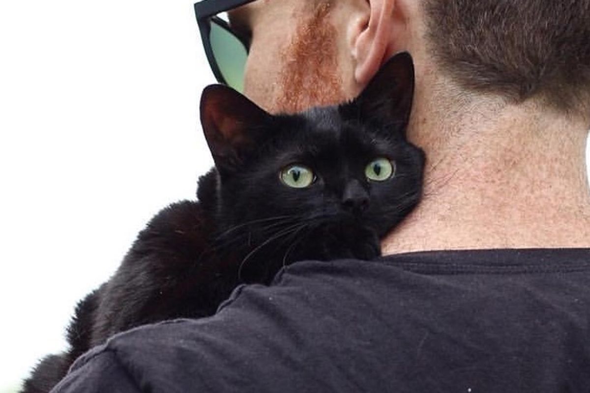 Shelter Cat Waited Months for Home, Hops on Man's Lap and Won't Let Him Go