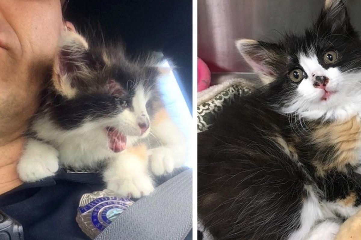 Kitten Cuddles Rescuer After Being Saved from Unthinkable Ordeal on Highway