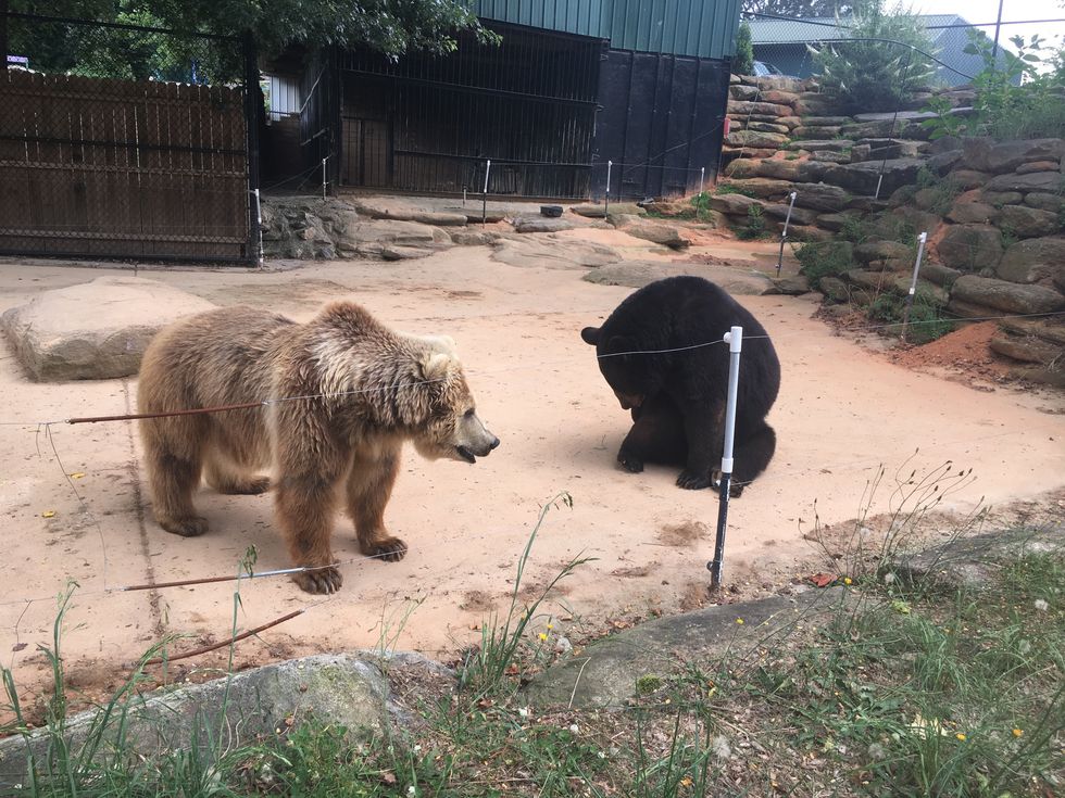 The Hidden Chestatee Zoo Of North