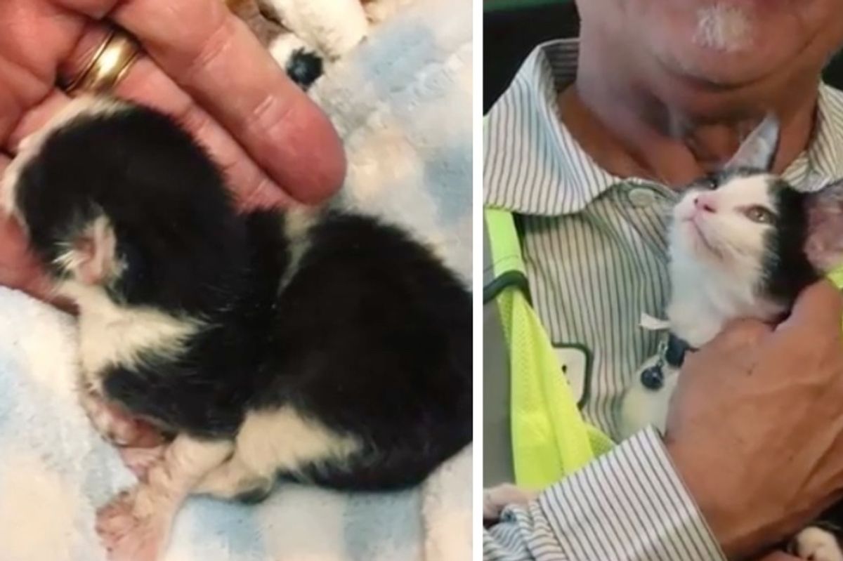 Man Finds Abandoned Kitten in His Truck, Rushes to Get Him Help and Never Forgets About Him