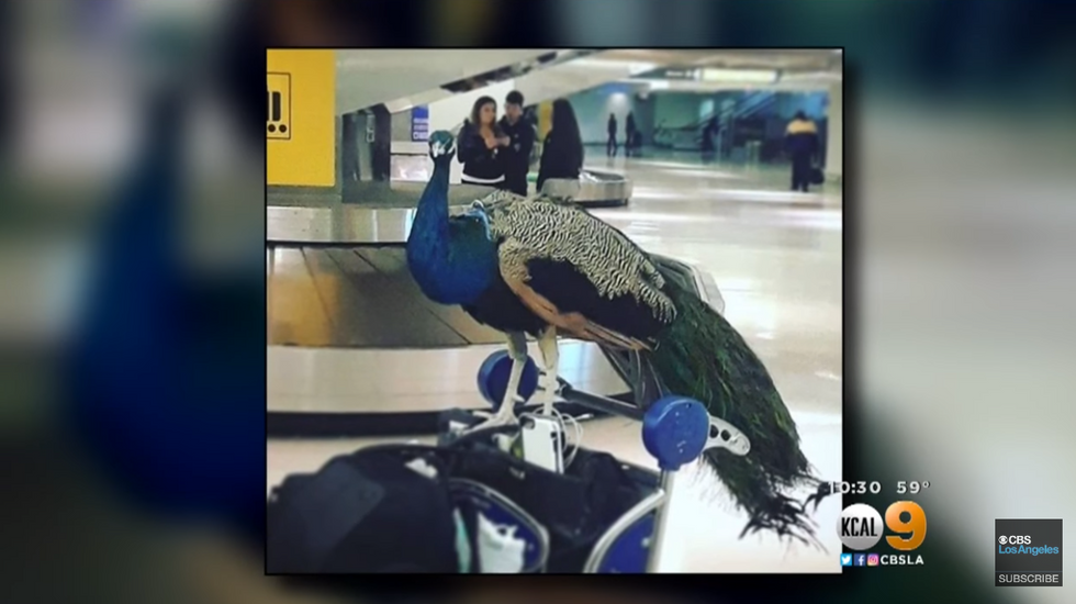 No Peacocks On The Plane, Please