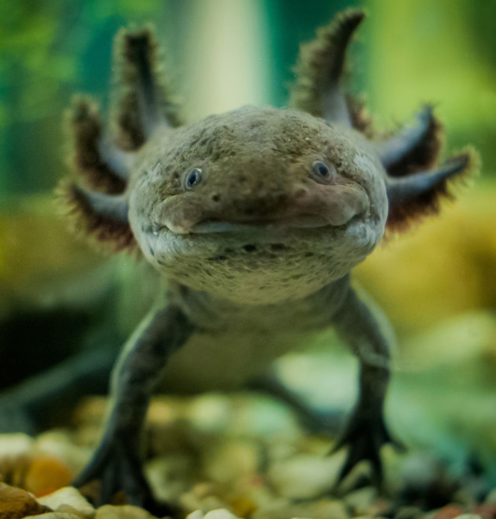 scientists-have-unlocked-the-entire-axolotl-genome-big-think