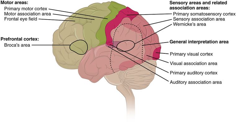 All languages speak syllables at about the same rate. Neuroscientists now know why - Big Think All languages speak syllables at about the same rate. Neuroscientists now know why - Big Think