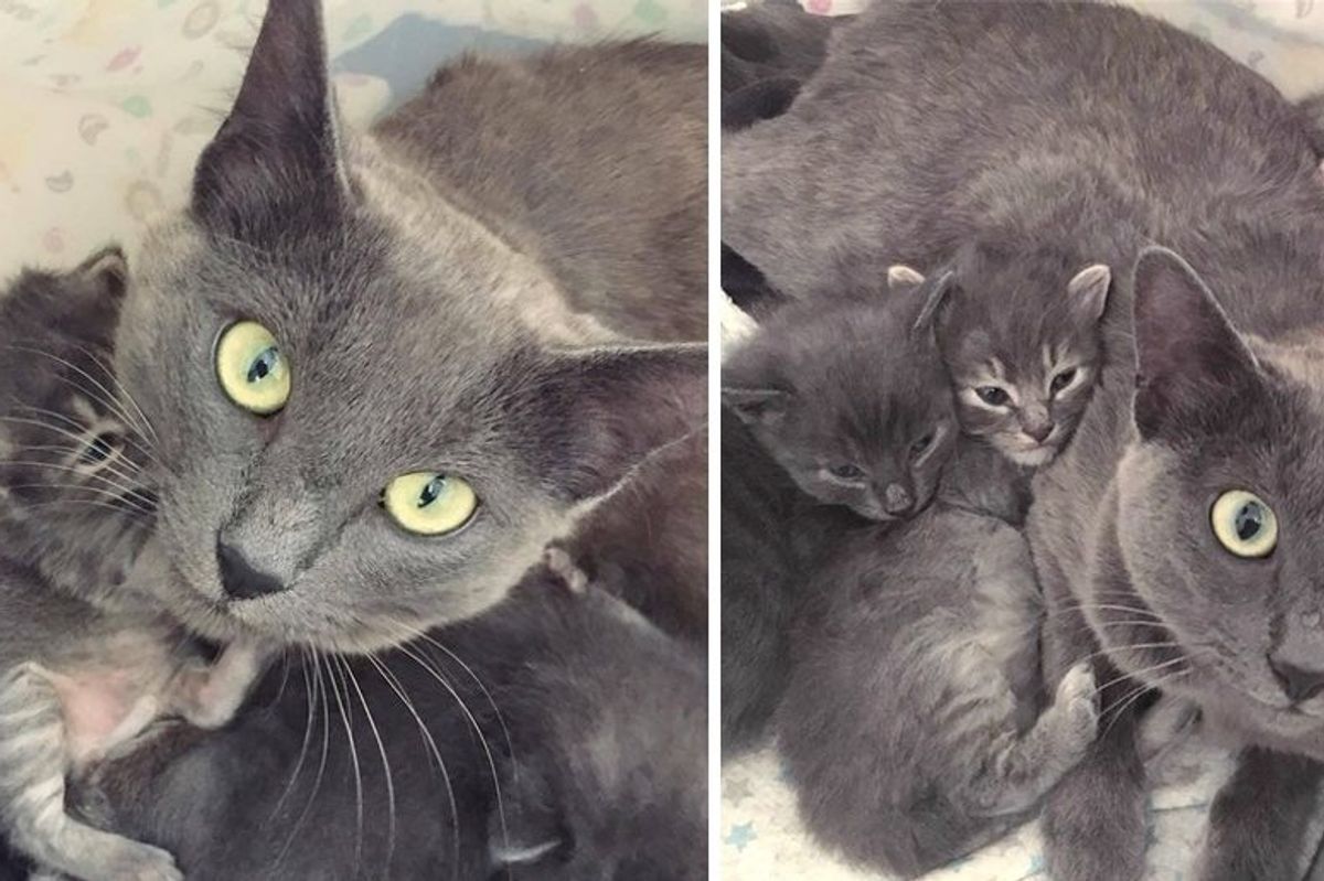 Scared Cat Mom Finds Love When Woman Gives Her Kittens Help and Comfort