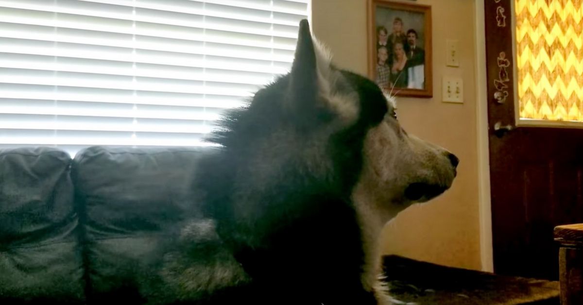 Owners Had To Give Their Stinky Dog A Bath—And His Reaction Is Everything 😂