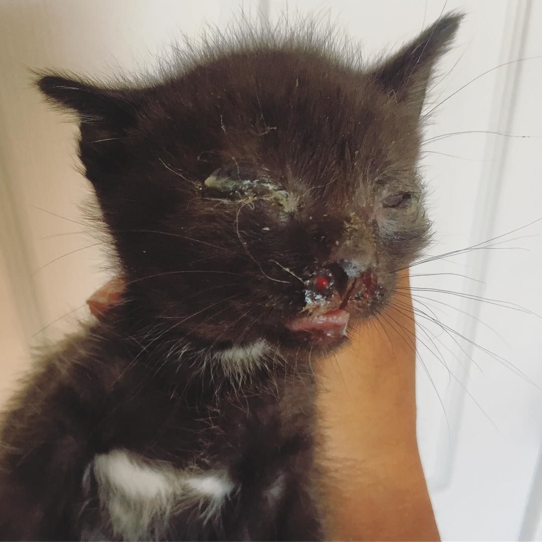 Kitten Found with Eyes Crusted Shut Gets Help to See Again Love Meow