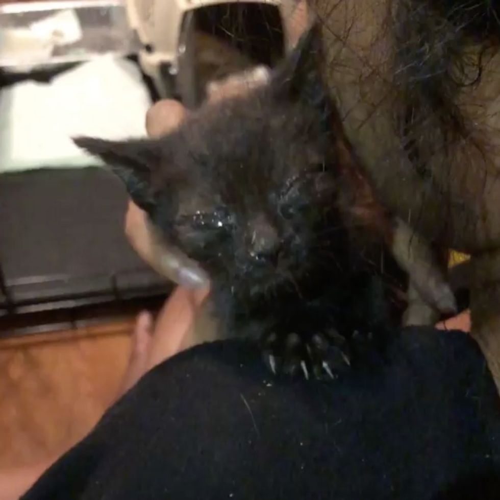Kitten Found with Eyes Crusted Shut Gets Help to See Again Love Meow