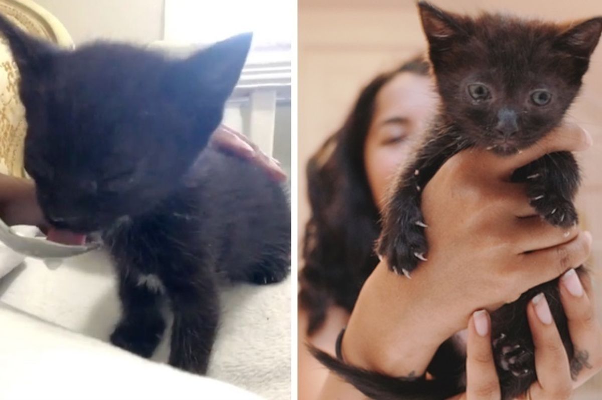 Kitten Found with Eyes Crusted Shut Gets Help to See Again