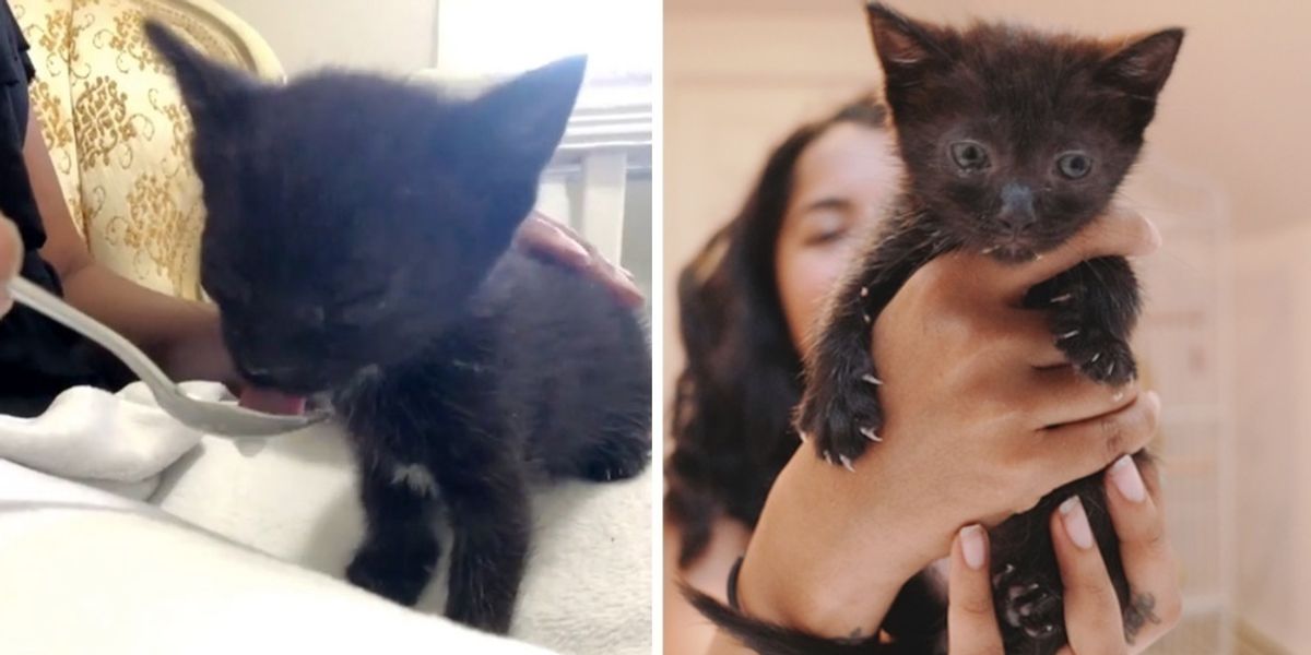 Kitten Found with Eyes Crusted Shut Gets Help to See Again Love Meow