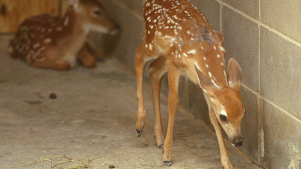 South Carolina woman catches fawn in water during fishing trip