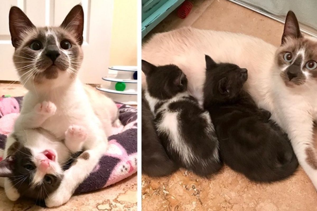 Cat Mom Refuses to Leave Her Kittens After Being Saved from Shelter