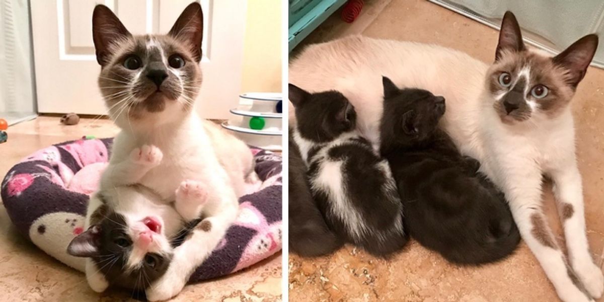 Cat Mom Refuses to Leave Her Kittens After Being Saved from Shelter