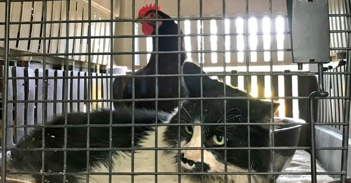 The Story Of This Cat And Chicken Hiding Out Together During Wildfire Is Touching The Internet's Heart