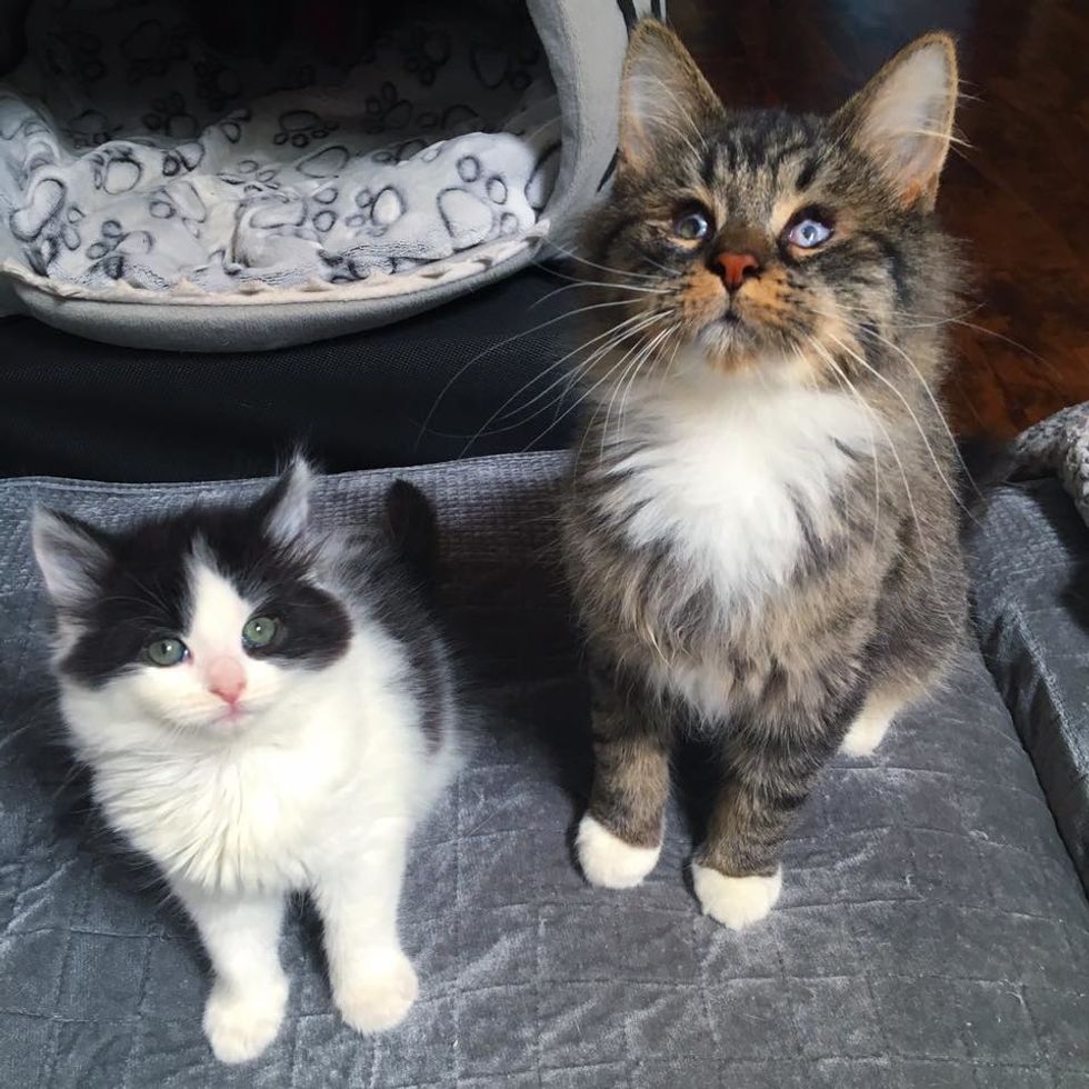 Kitten Becomes Seeing Eye Companion to Blind Cat Who Was Found on ...