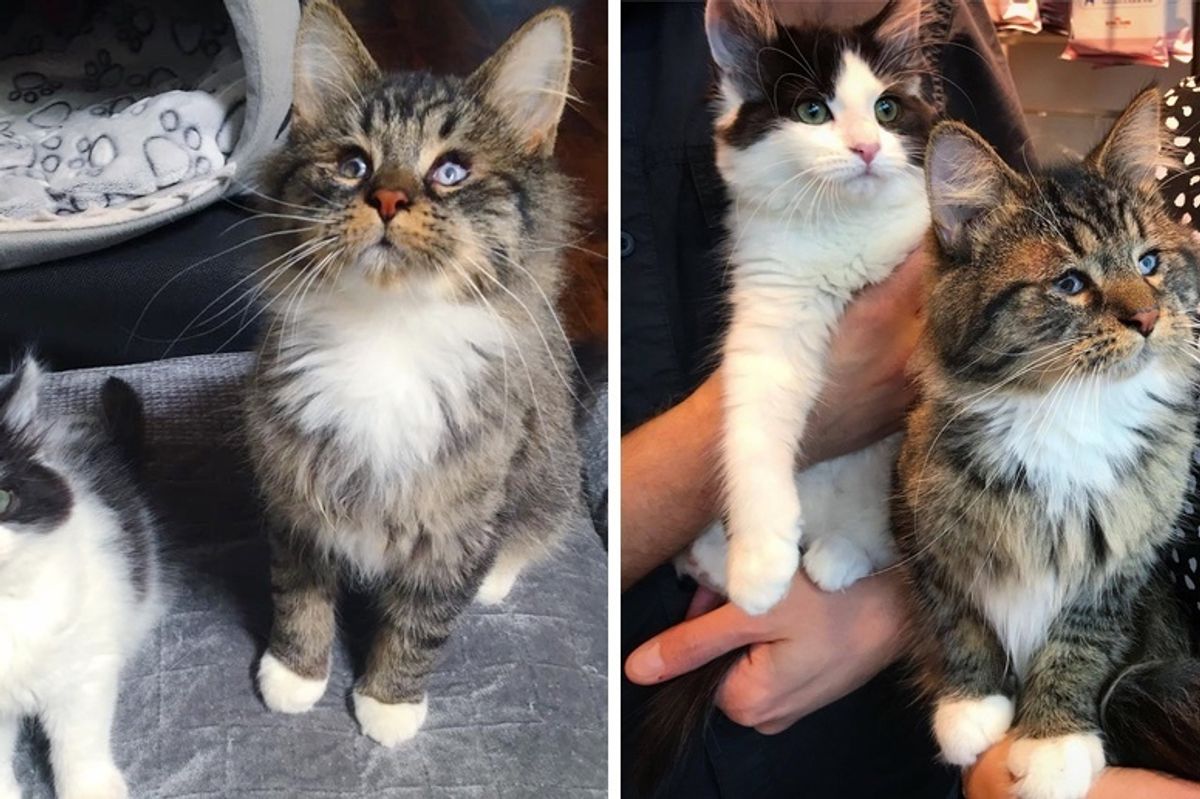 Kitten Becomes Seeing Eye Companion to Blind Cat Who Was Found on Streets Just Like Her