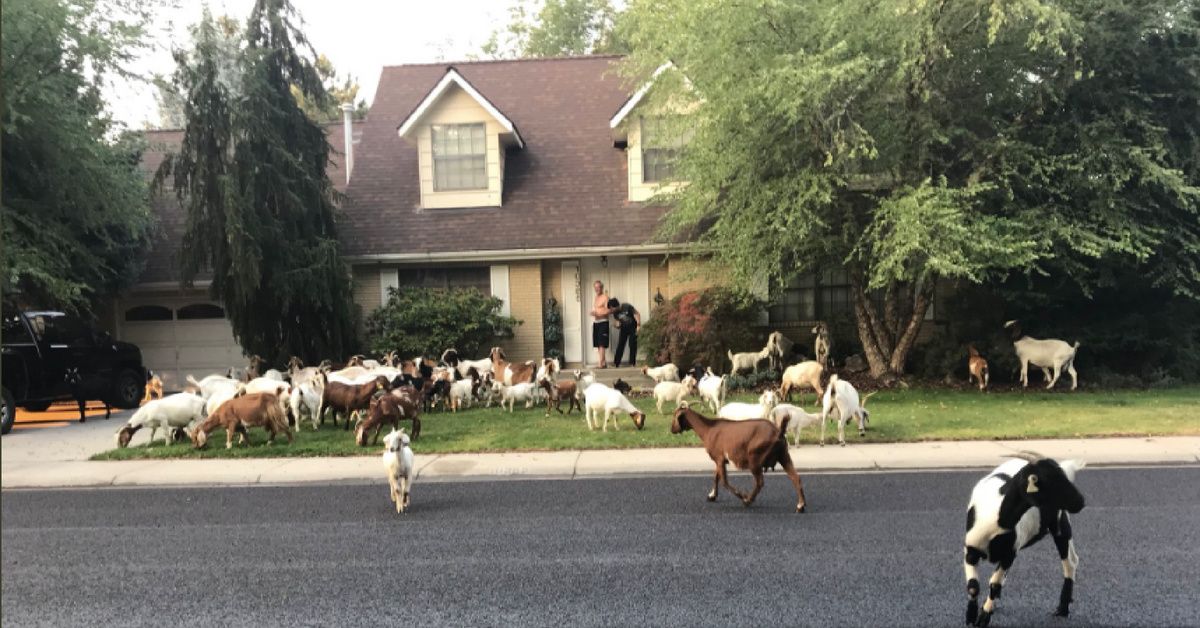 This Neighborhood Has Just Been Overrun By A Horde Of Goats--We're Not Kidding