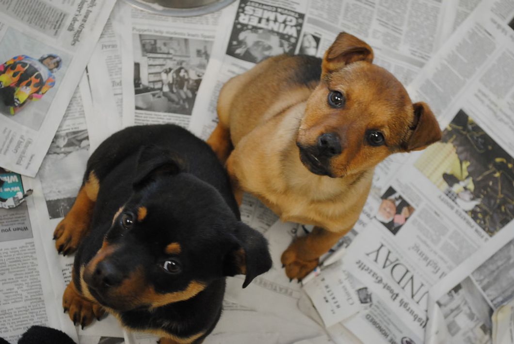 Two puppies sitting on newspapers and magazines