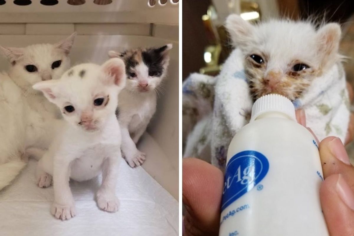 Runty Kitten Brought Back from the Brink After He Was Found Outside in Carrier Along with His Cat Family