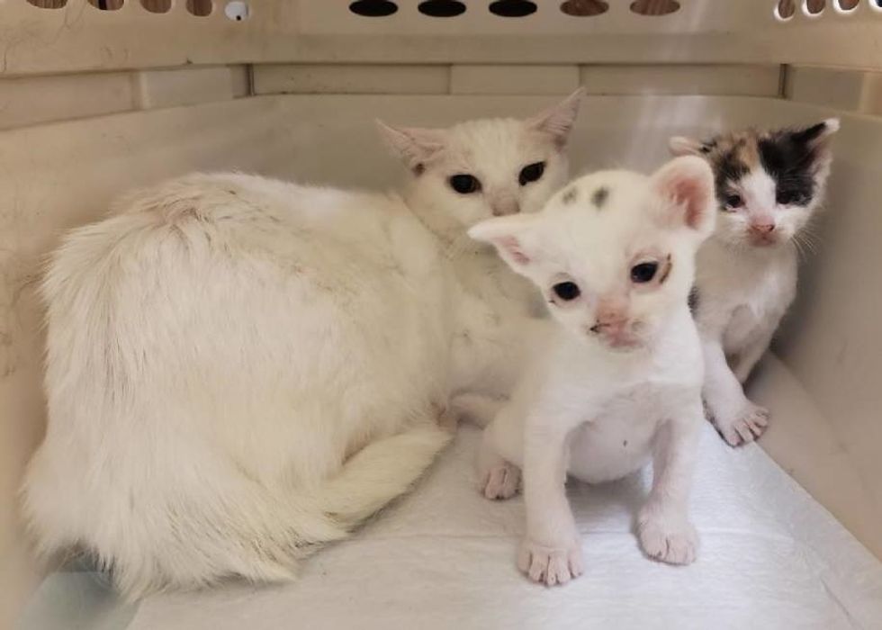 Runty Kitten Brought Back from the Brink After He Was Found Outside in ...