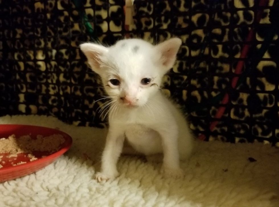 Runty Kitten Brought Back from the Brink After He Was Found Outside in ...