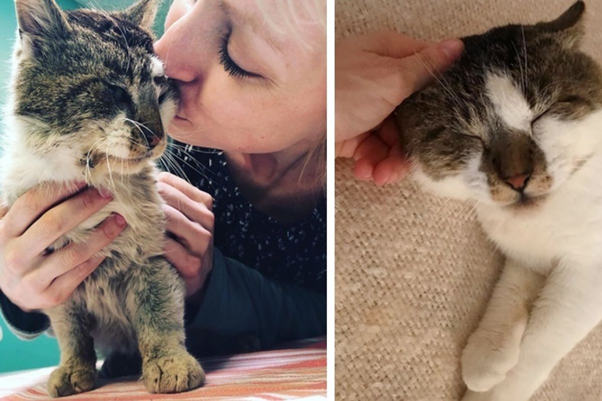 Cat Who Was Found Lying in the Street Finally Has What He's Been Waiting for
