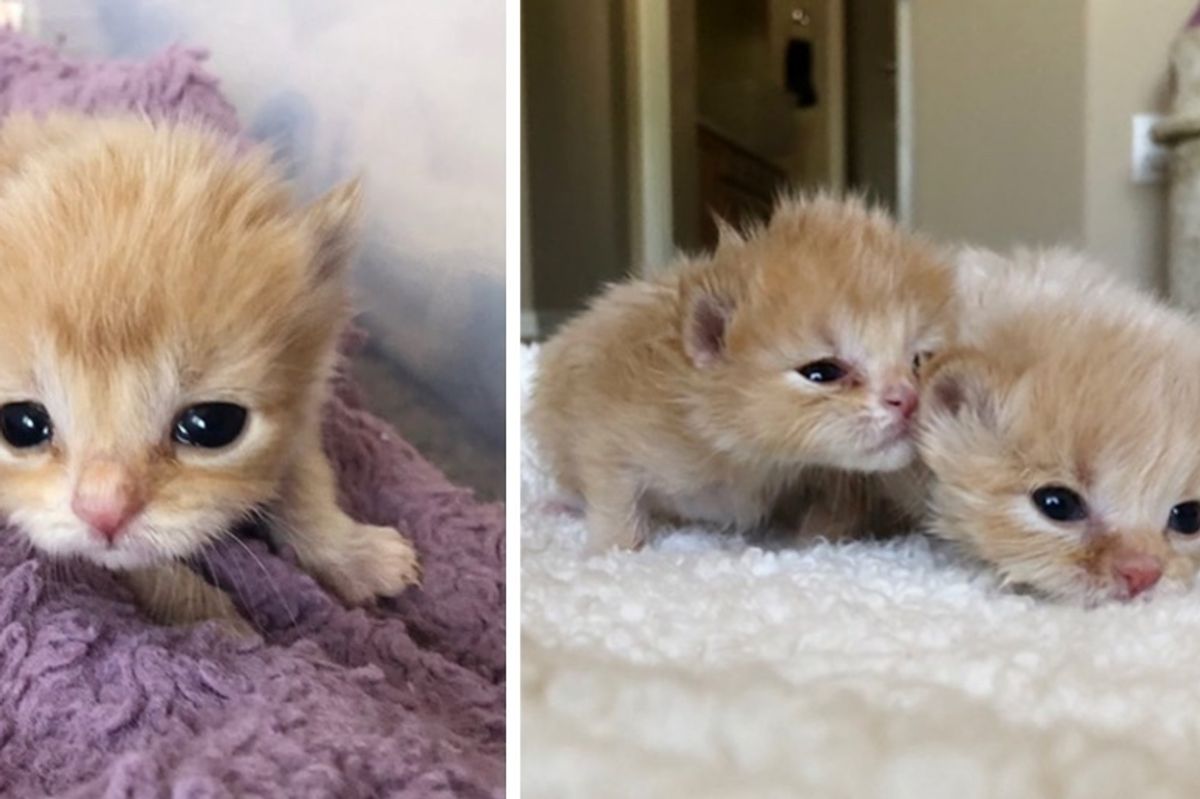 2 Kittens Who Were Found Abandoned, Survive All Odds Even Though No One Expected Them to