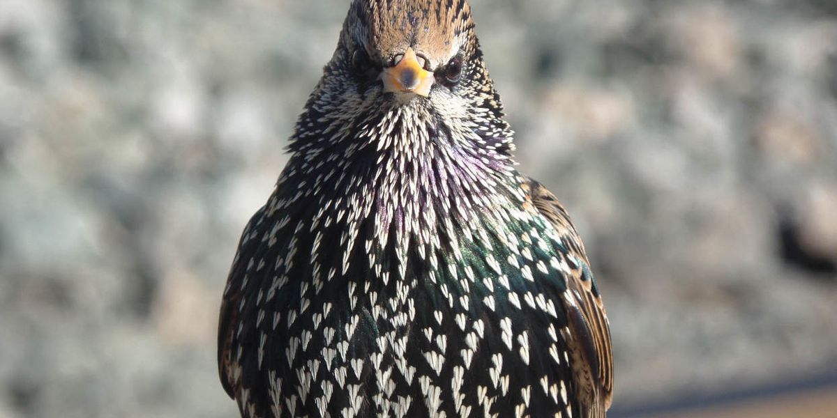 Birds on Prozac are not as sexy to potential partners: Study