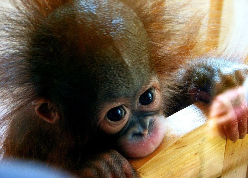 10 Super Cute Animals To Get Us Through The Week