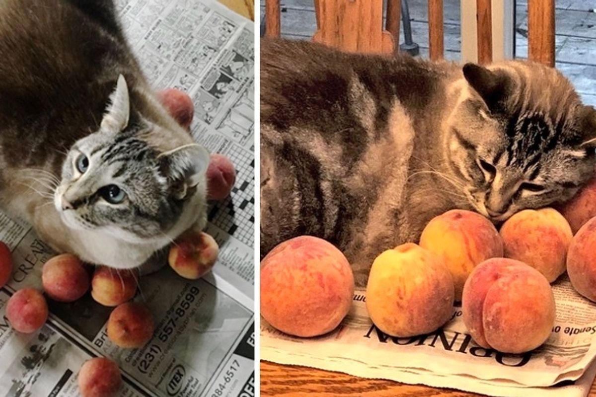 Family Adopts Kitten and Later Discovers His Love of Snuggling Peaches