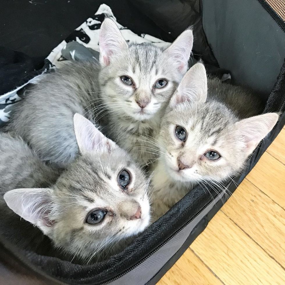 Woman Sees a Sign on Road About These Kittens, She Stops Her Car and ...