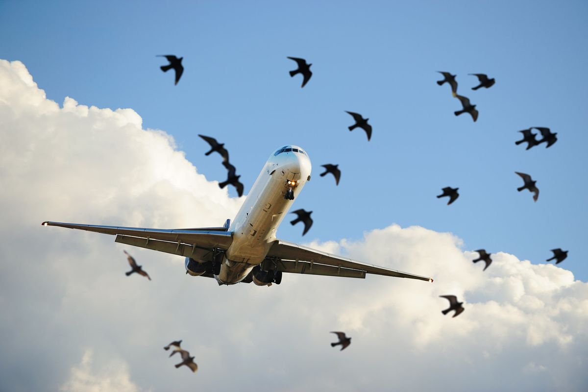 Autonomous drones learn to herd birds away from airport runways