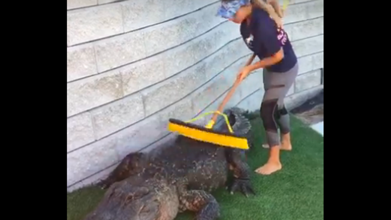 Gator whispering woman massages the back of a huge alligator