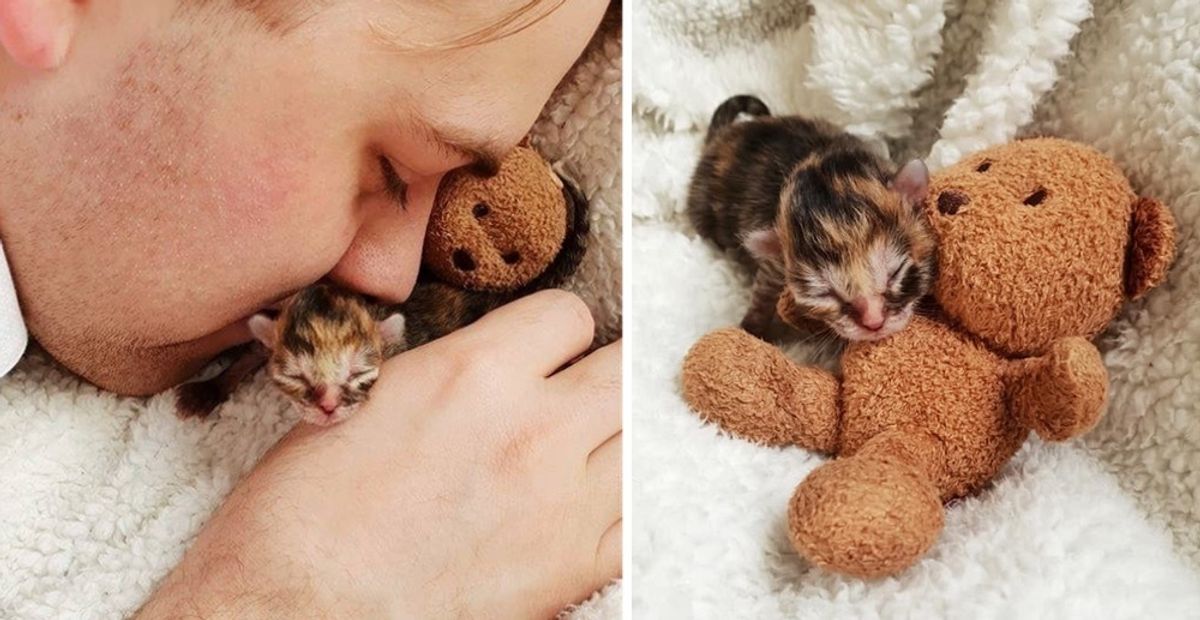 Preemie Kitten Rejected by Cat Mom, Finds Love in Family that Saves Her Life