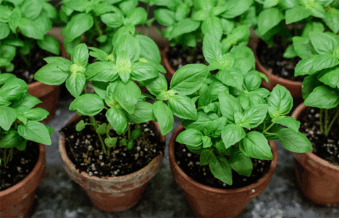 Piante aromatiche, apostrofi verdi che donano ai piatti un tocco di eros