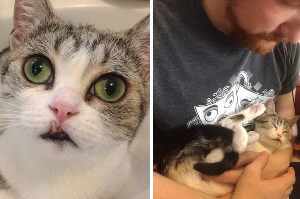 Cat with Snaggletooth Got Help for Her Surviving Kitten and Found Someone to Love
