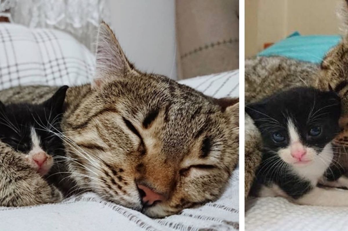 Cat Hears Orphaned Kittens' Cries, Comes Running and Becomes Their New Mom