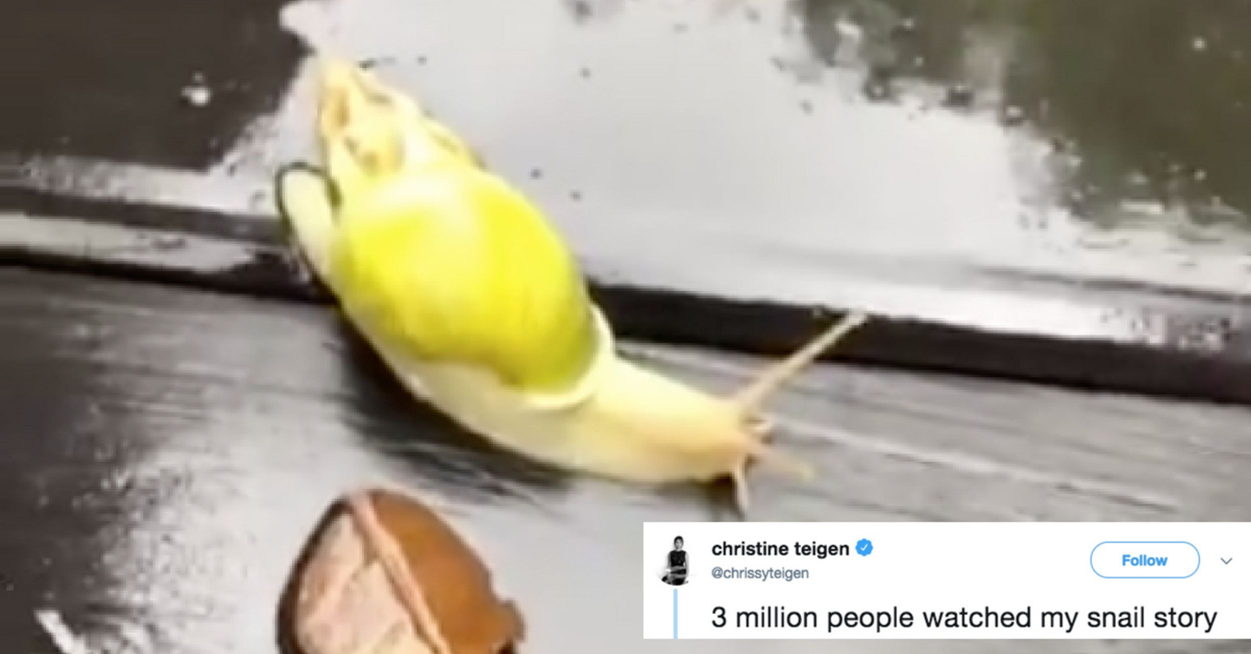 Chrissy Teigen Made An Instagram Story About A Snail That Is Way More Riveting Than It Should Be 🐌