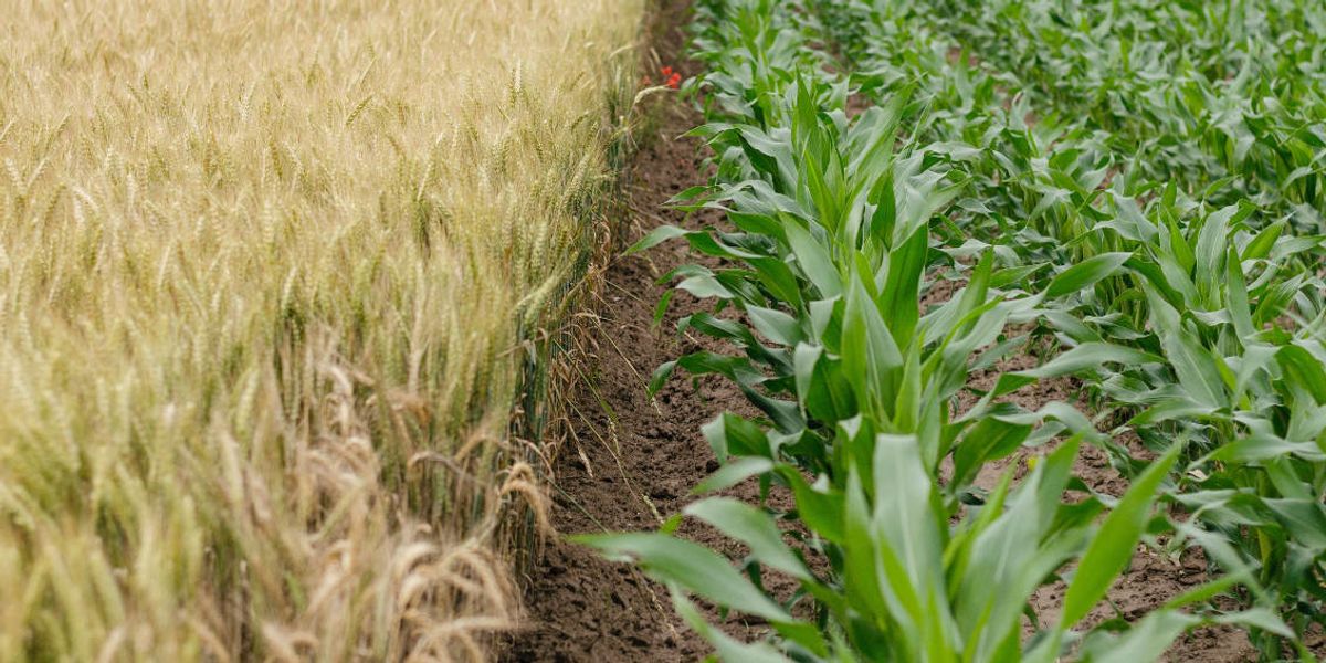 Expert witness from landmark Monsanto trial offers 5 fixes to shortcomings in current GE food regulations