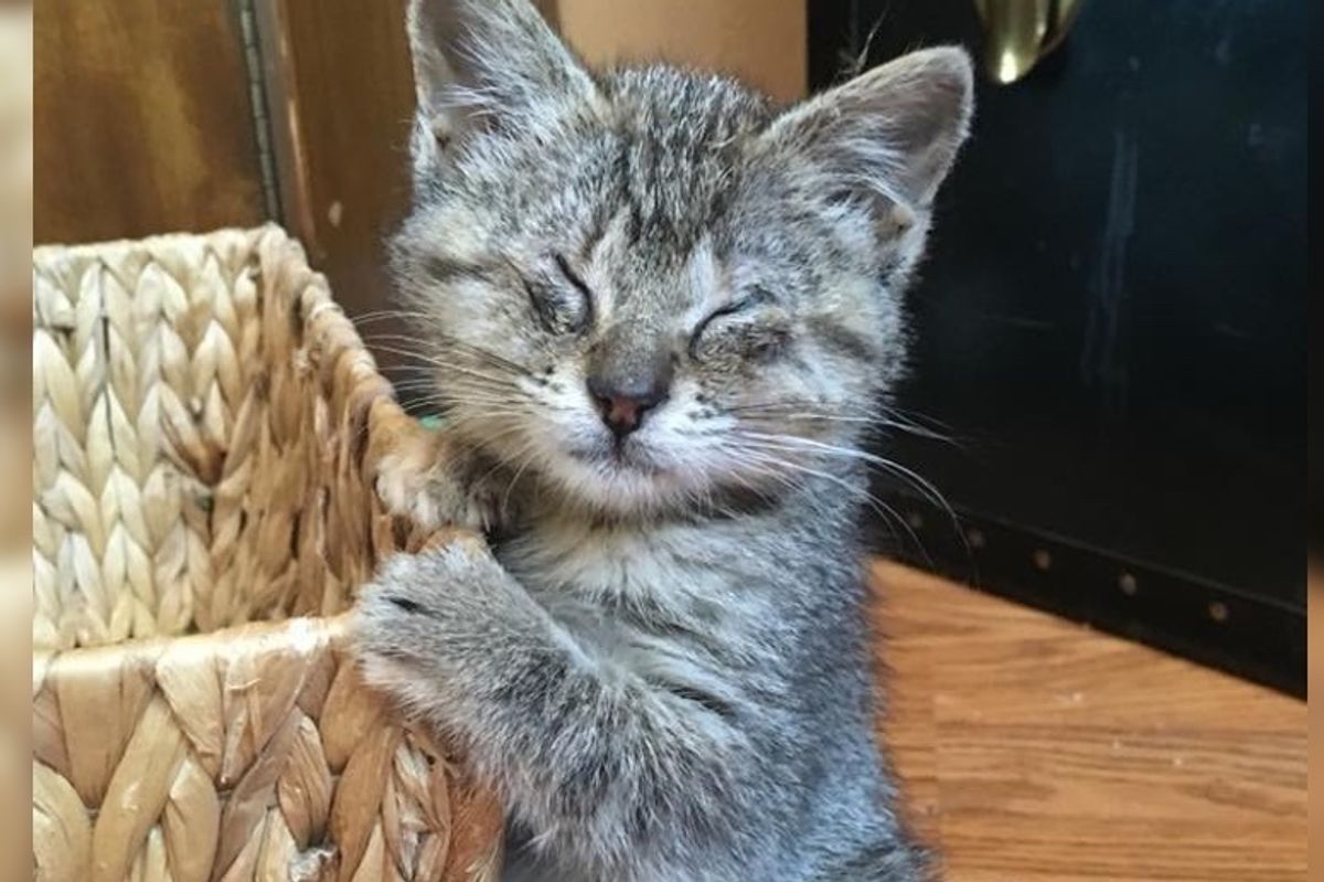 Kitten Who Can't See, Finds Love for the First Time and Can't Get Enough of It