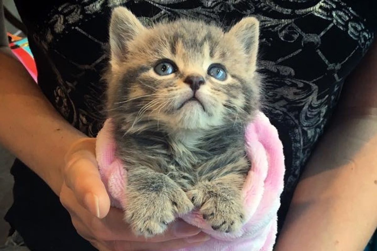 Woman Saves Orphaned Kitten with Extra Toes and Later Finds Her Sister Who is Also a Polydactyl