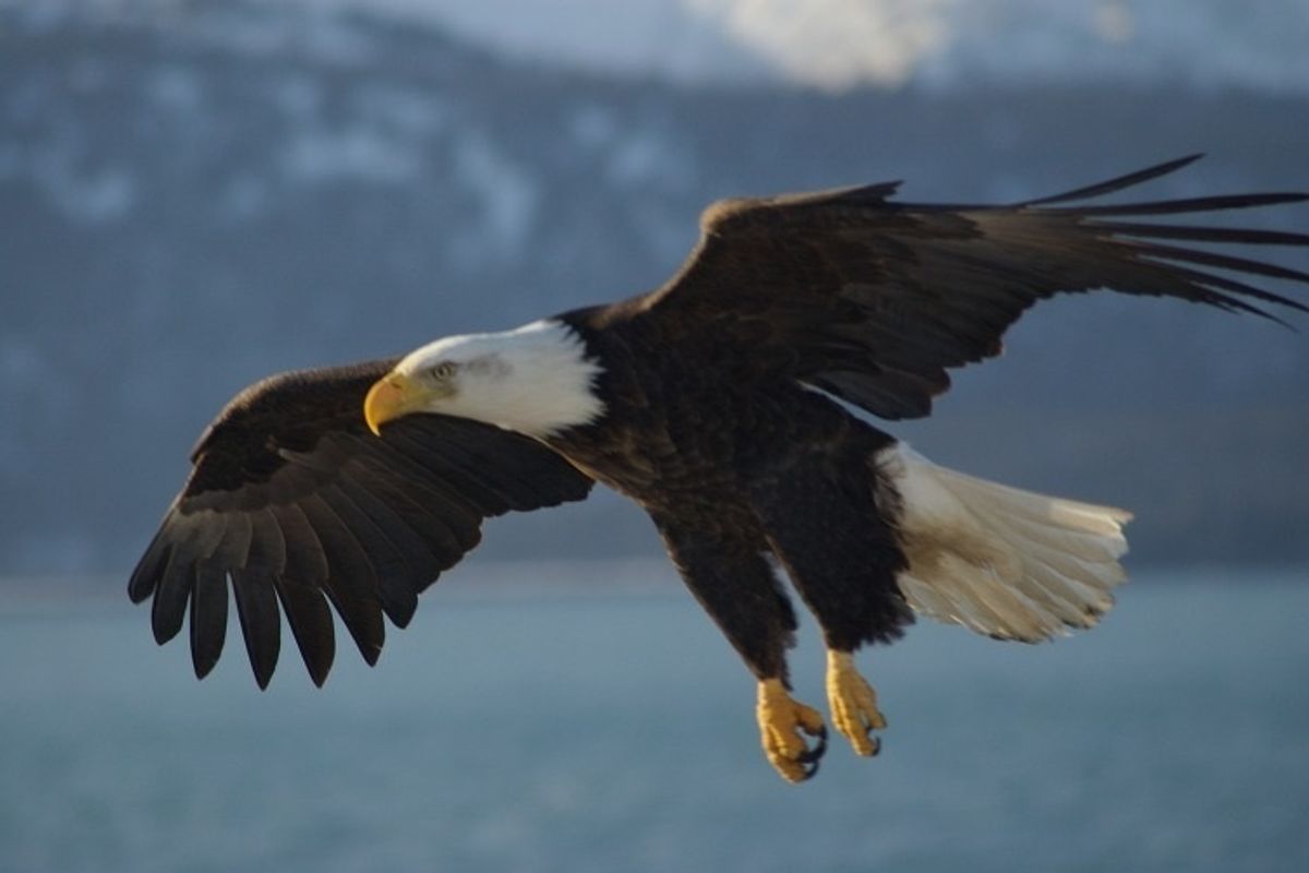 OW! Endangered Species, You're Hurting Big Oil's Fists With Your Faces!