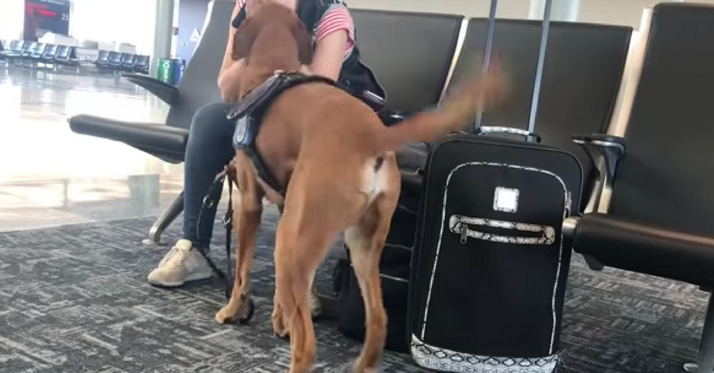 Watch As Service Dog Comes To Owner's Rescue During An Airport Panic Attack
