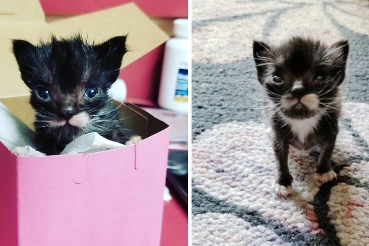 Kitten with Purrfect Mustache Can't Grow Until He Finds Love in a Surrogate Dad