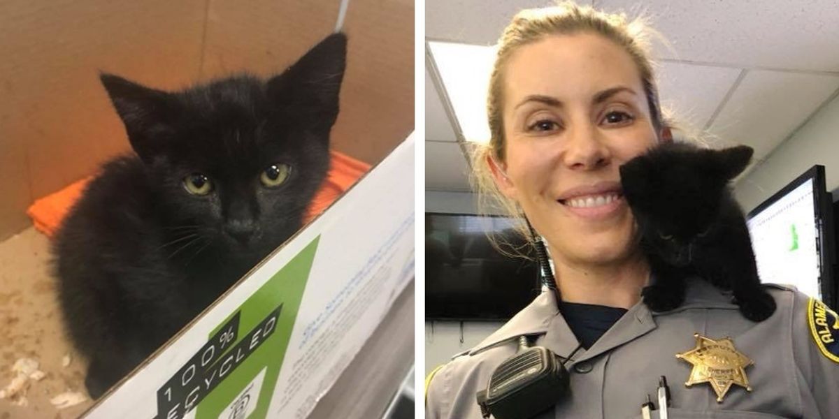 Affectionate Kitten Clings to Police Officer Video - Love Meow