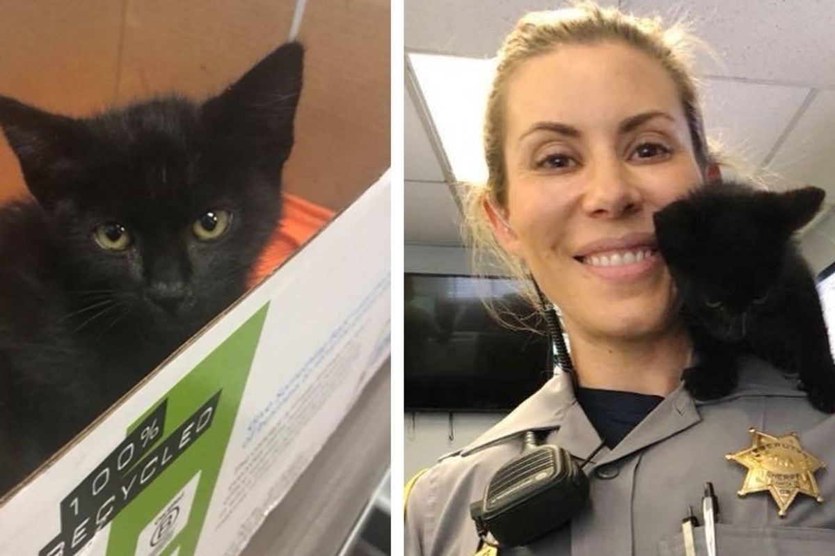Kitten Wanders into Sheriff's Office, Decides to Stay and Wouldn't Take No for an Answer