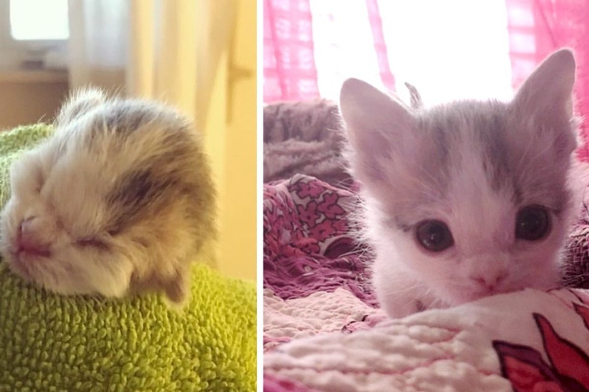 Kitten Abandoned at Birth Found Family that Saved Her Life Even Though Others Said She Might Not Survive