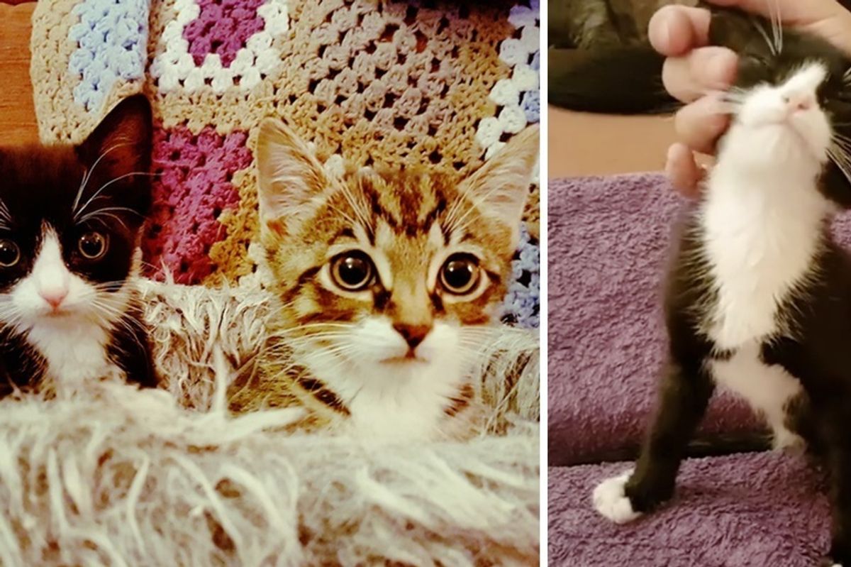 Kitten Brothers, Both Born with Just 2 Legs, Share an Incredible Bond